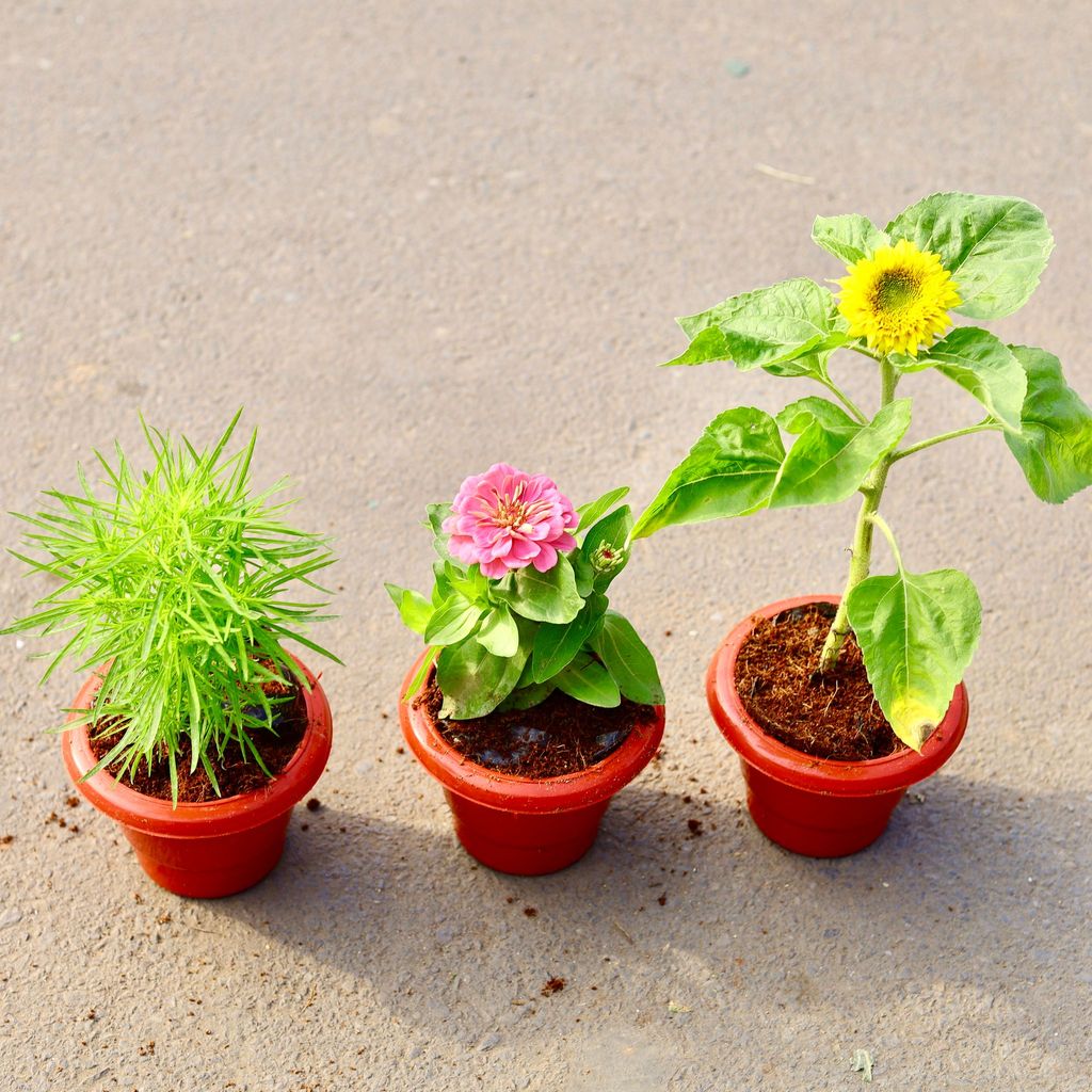 ATUL4756 - Set of 3 - Kochia ,Zinnia & Sunflower (any colour) in 6 inch Classy Red Plastic Pot