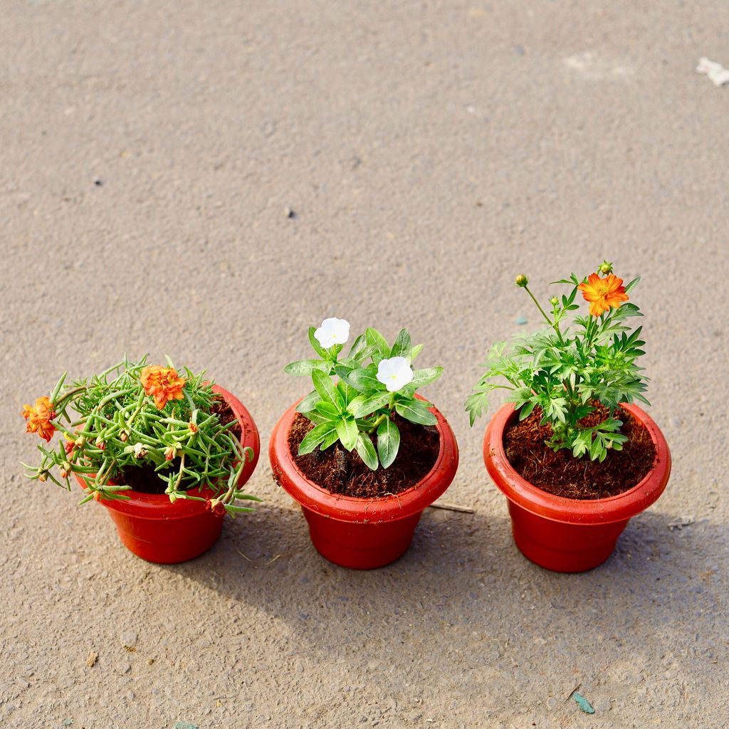 ATUL4757 - Set of 3 - Cosmos,Portulaca Moss Rose & Sunflower (any colour) in 6 inch Classy Red Plastic Pot