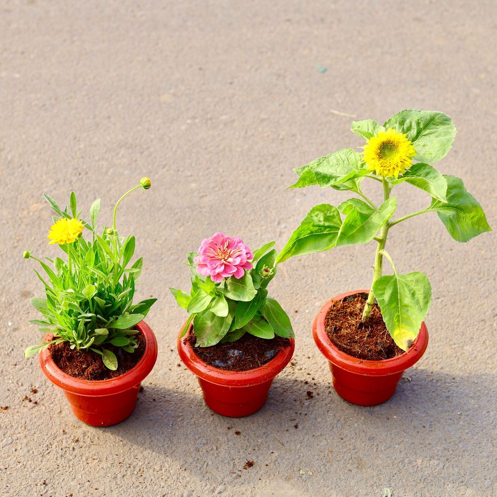 ATUL4758 - Set of 3 - Tickseed, Sunflower & Zinnia (any colour) in 6 inch Classy Red Plastic Pot