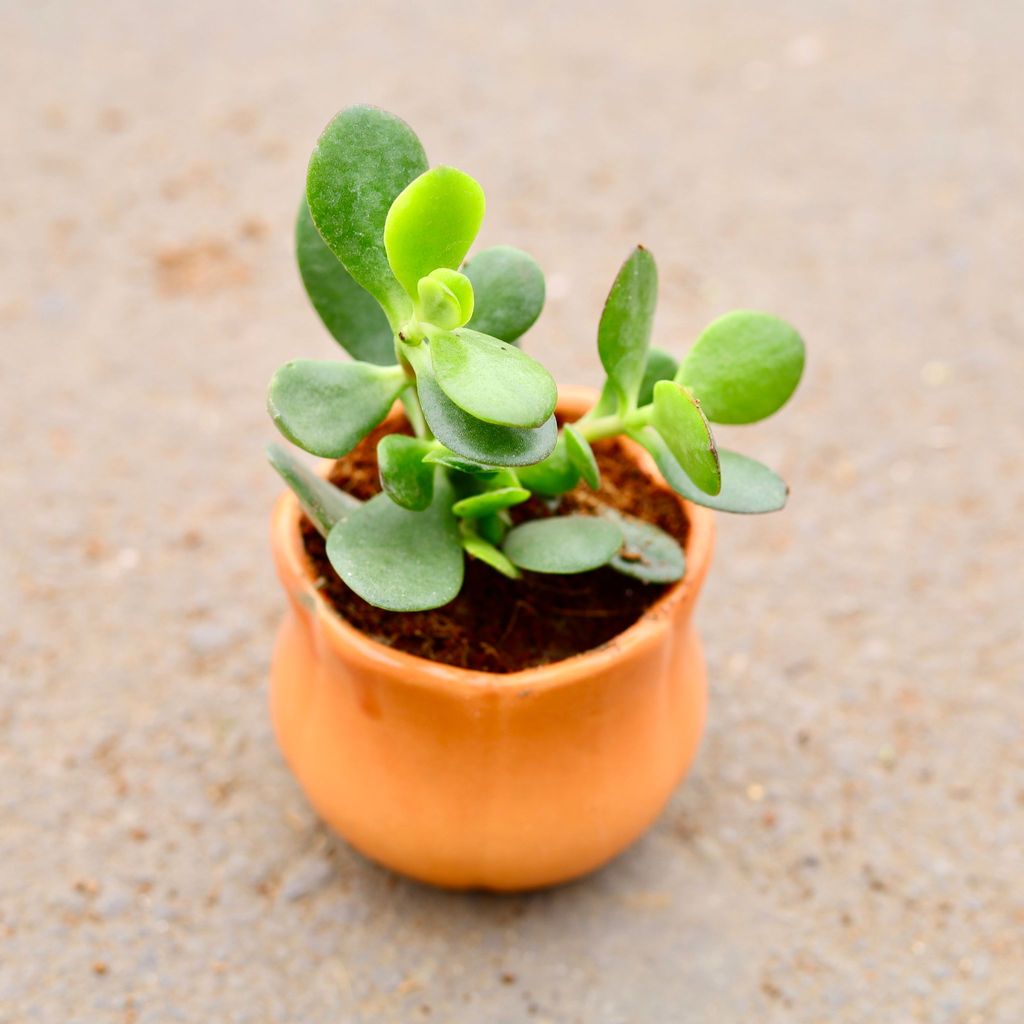 ATUL4762 - Crassula Ovata Succulent in 4 inch Cute Lotus Designer Ceramic Pot (any colour)