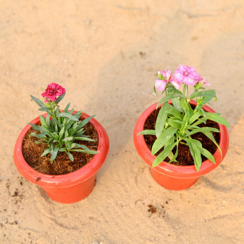 ATUL8467 - Set of 2 - Carnation & Dog Flower in 6 Inch Classy Red Plastic Pot