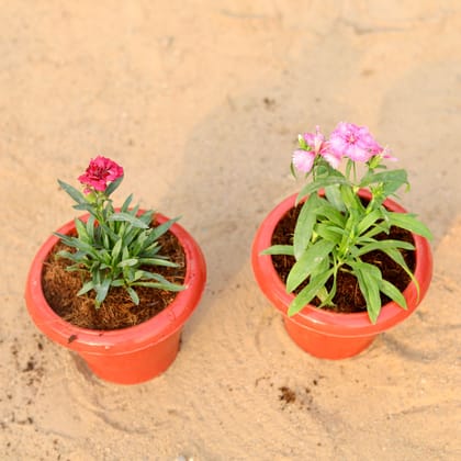 Buy Set of 2 - Carnation & Dog Flower in 6 Inch Classy Red Plastic Pot Online | Urvann.com