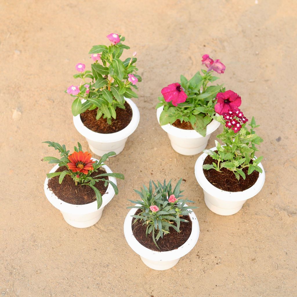 ATUL8475 - Set of 5 - Sadabahar / Vinca / Periwinkle Hybrid, Petunia, Gazania, Carnation & Verbena (any colour) in 6 Inch Classy White Plastic Pot