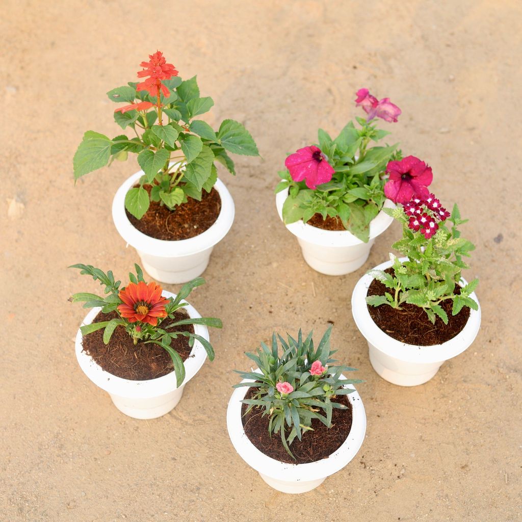 ATUL8476 - Set of 5 - Salvia, Petunia, Gazania, Carnation & Verbena (any colour) in 6 Inch Classy White Plastic Pot