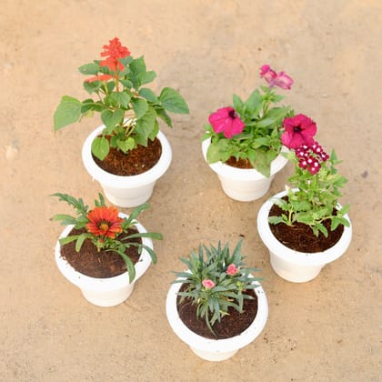 Buy Set of 5 - Salvia, Petunia, Gazania, Carnation & Verbena (any colour) in 6 Inch Classy White Plastic Pot Online | Urvann.com