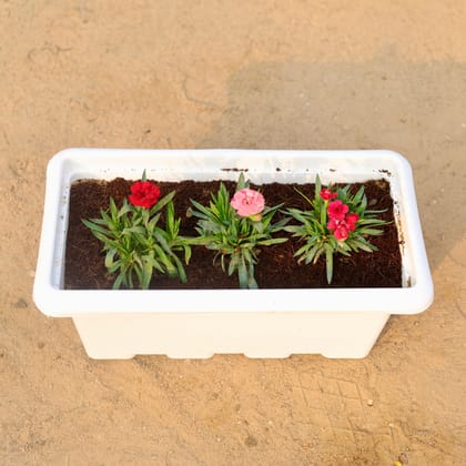 Buy Set of 3 - Carnation (any colour) in 17 Inch White Rectangular Window Plastic Planter Online | Urvann.com