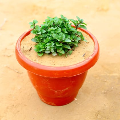 ATUL5779 - Pudina / Mint in 8 Inch Classy Red Plastic Pot