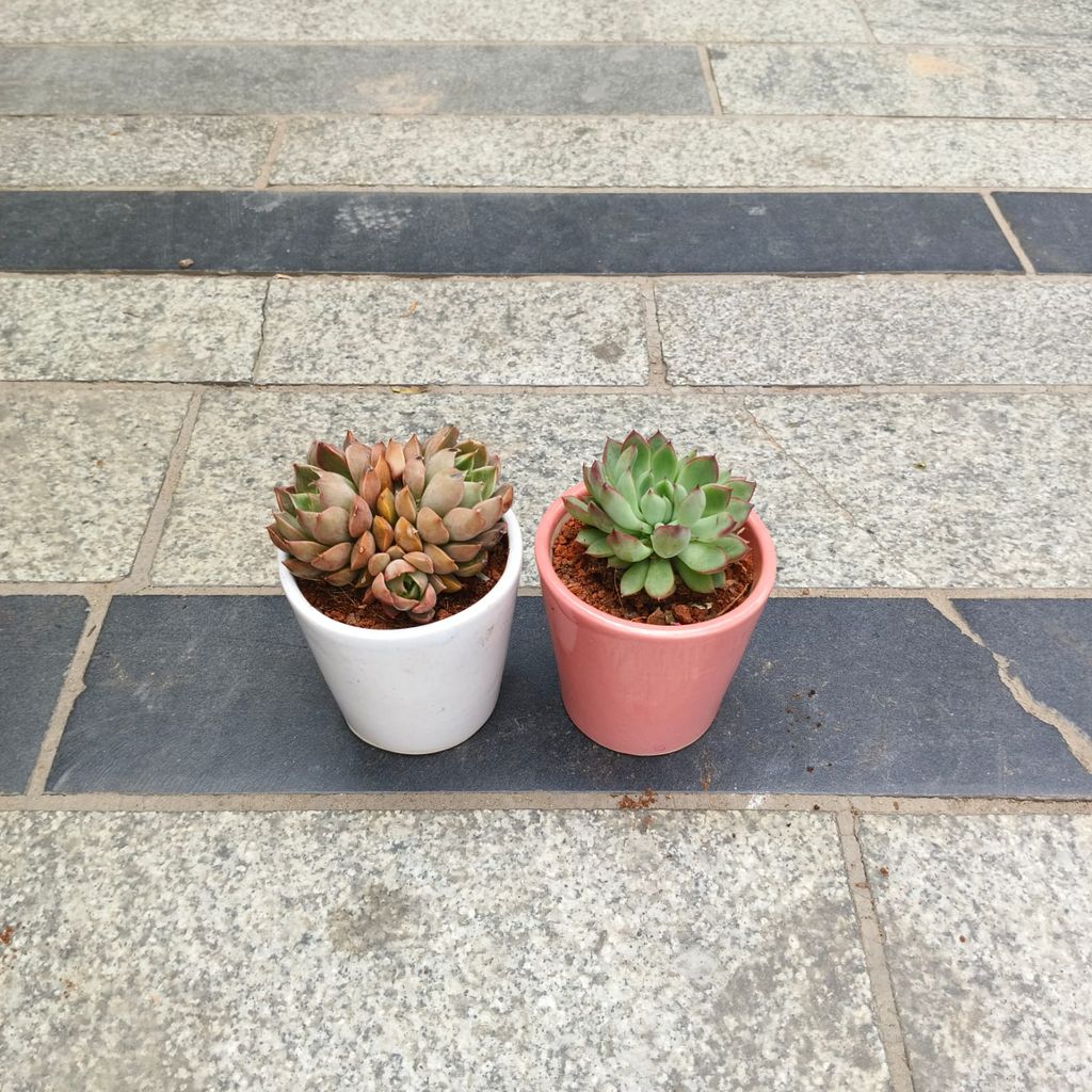 ATUL4779 - Set of 2 - Echeveria elegans & Echeveria Apus Succulent in 3 inch Classy Glass Ceramic Pot (any colour)