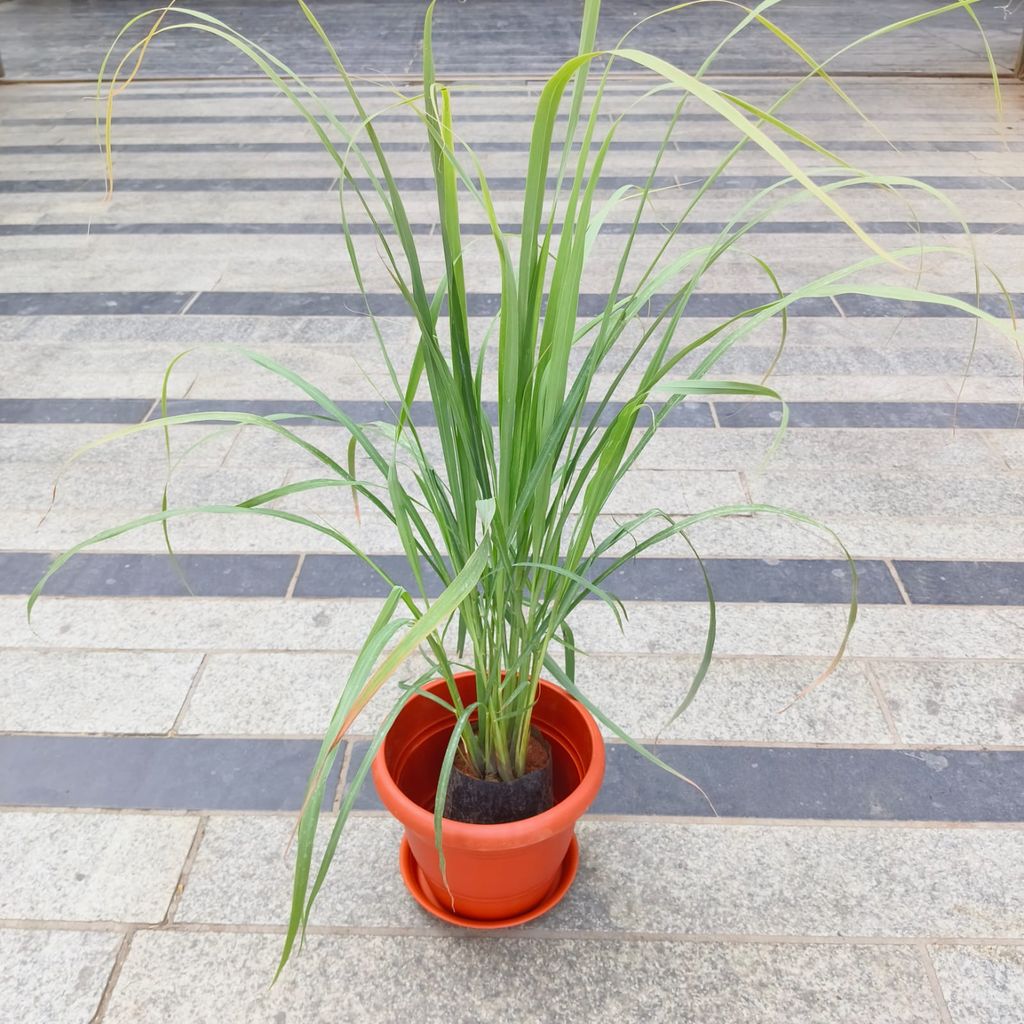 ATUL4787 - Lemon Grass in 7 Inch Classy Red Plastic Pot with Tray