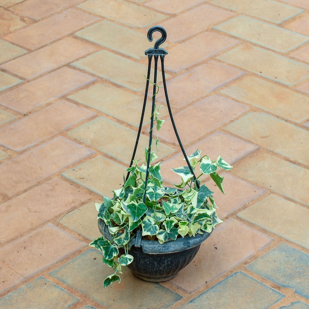 ATUL4790 - English Ivy Succulent in 7 Inch Black Hanging Pot