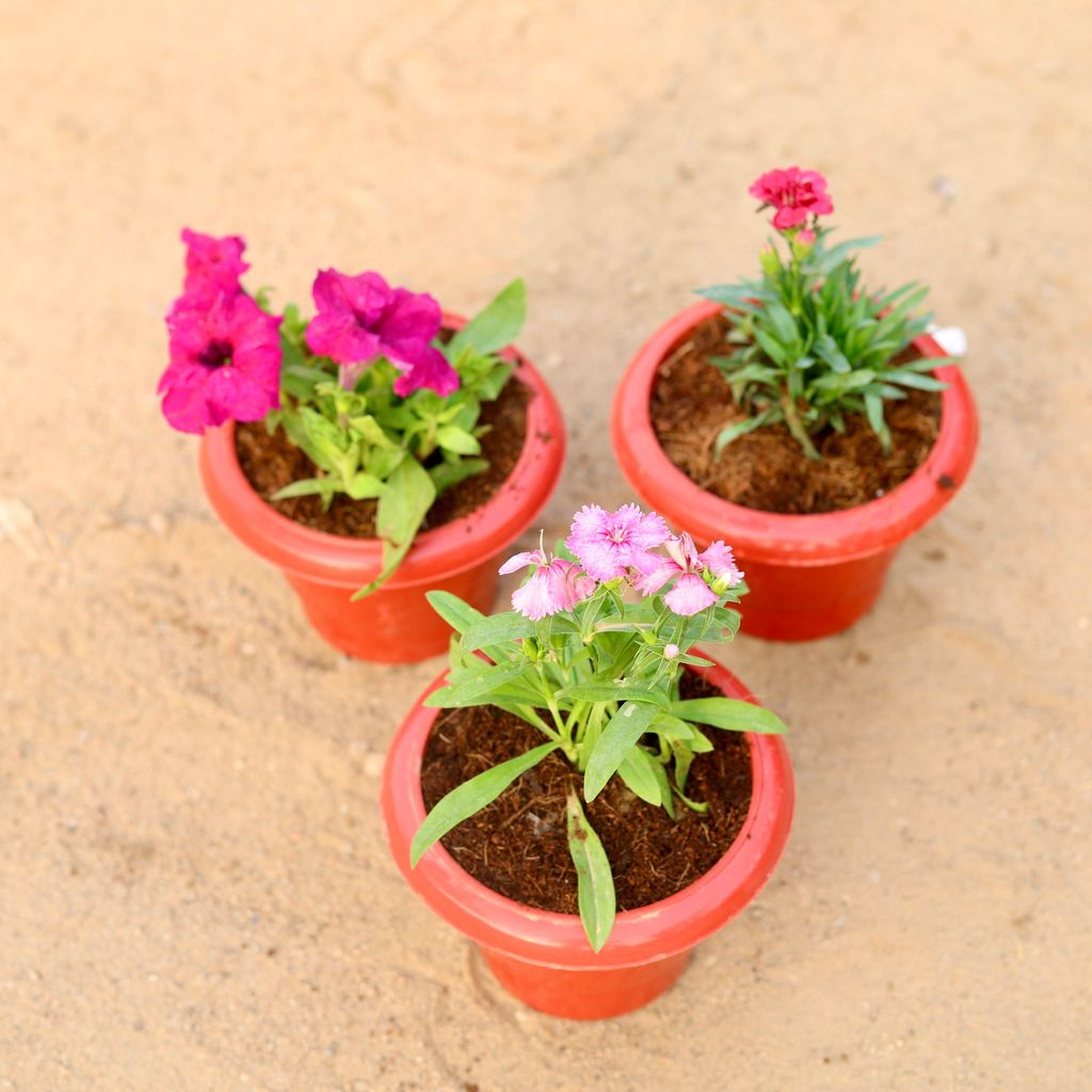 ATUL8499 - Set of 3 - Petunia, Carnation & Dog Flower (any colour) in 6 Inch Classy Red Plastic Pot