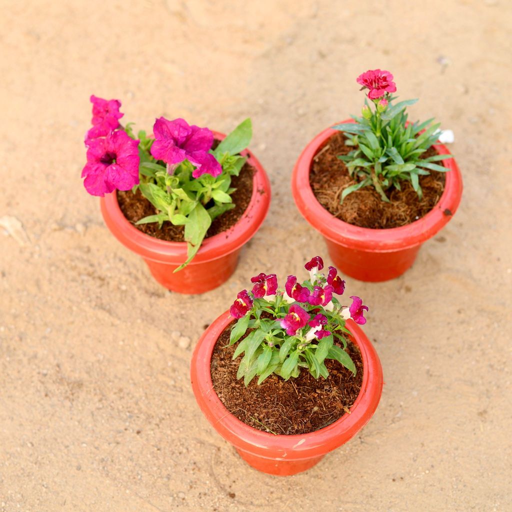 ATUL8500 - Set of 3 - Petunia, Carnation & Dog Flower (any colour) in 6 Inch Classy Red Plastic Pot