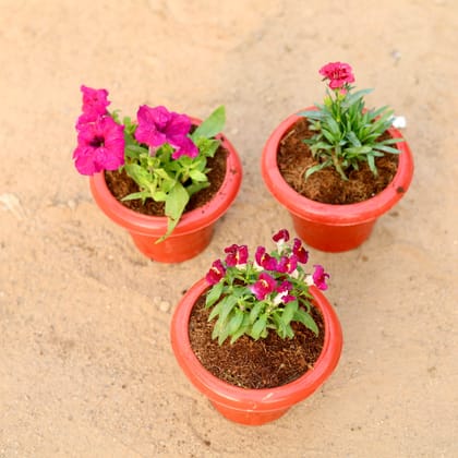 Buy Set of 3 - Petunia, Carnation & Dog Flower (any colour) in 6 Inch Classy Red Plastic Pot Online | Urvann.com