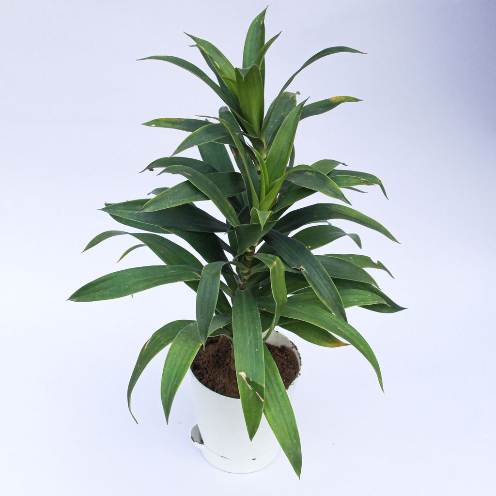 ATUL3608 - Song of India Green / Dracaena Messenger in 4 Inch White Florence Self Watering Pot