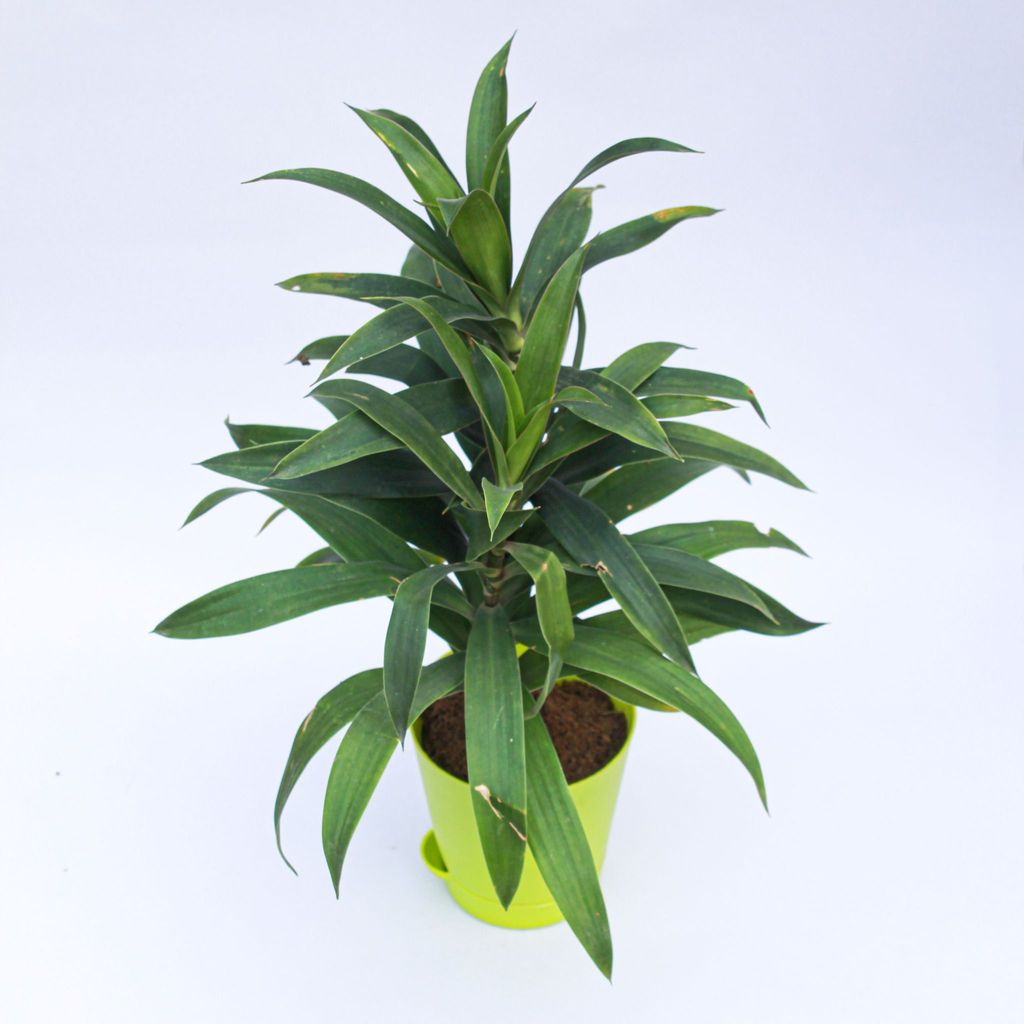 ATUL3609 - Song of India Green / Dracaena Messenger in 4 Inch Green Florence Self Watering Pot