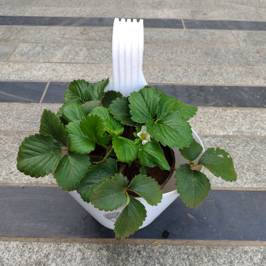 ATUL5619 - Strawberry in 7 Inch Single Hook Hanging Planter