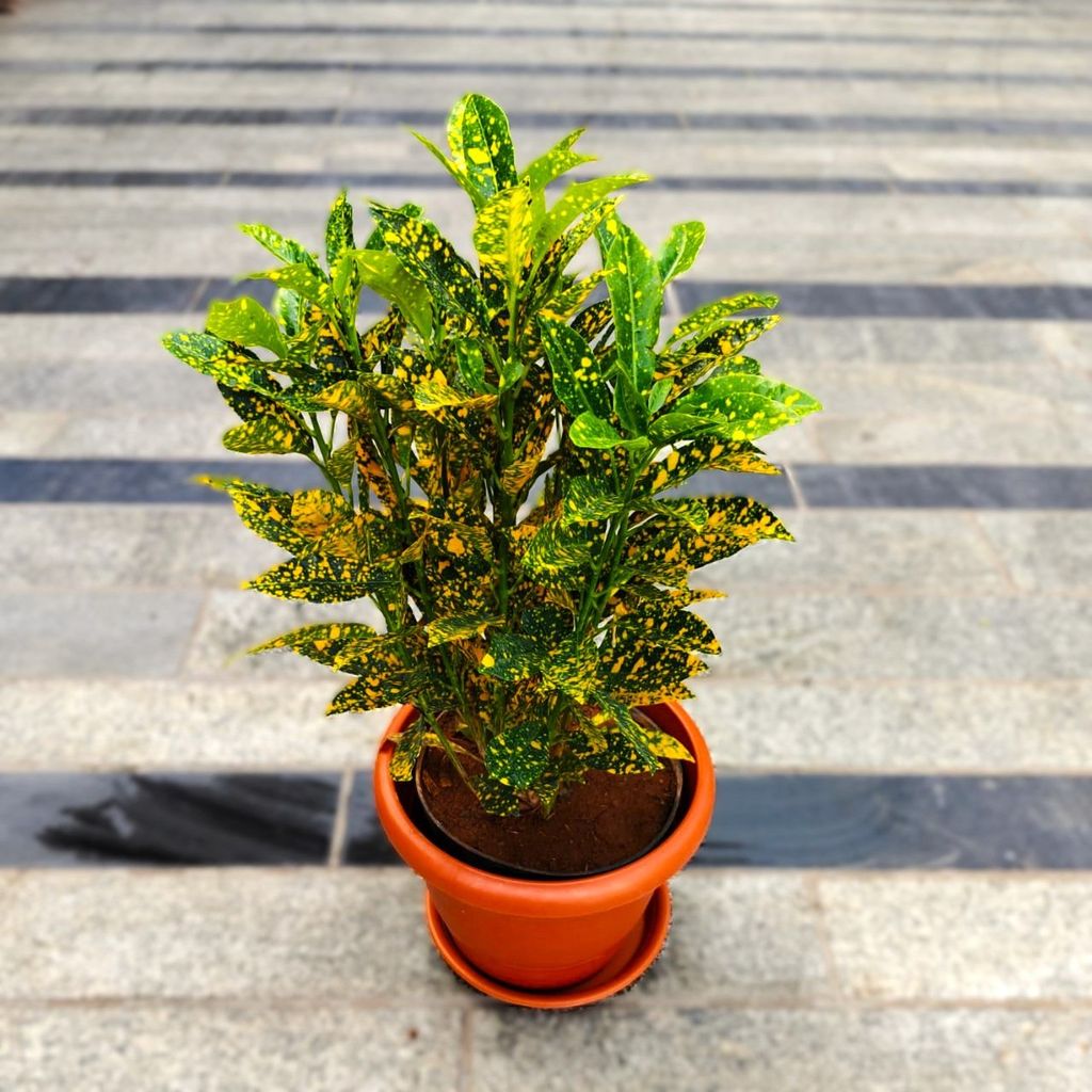 ATUL5621 - Baby Croton Gold Star in 7 Inch Classy Red Plastic Pot with Tray