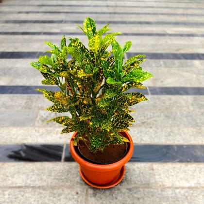 ATUL5621 - Baby Croton Gold Star in 7 Inch Classy Red Plastic Pot with Tray