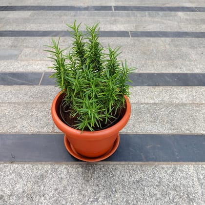 ATUL5625 - Rosemary Bushy in 7 Inch Classy Red Plastic Pot with Tray