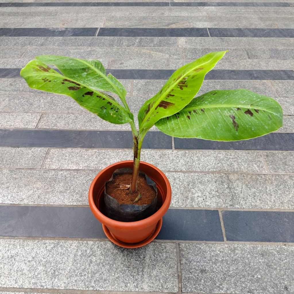 ATUL5627 - Banana in 7 Inch Classy Red Plastic Pot with Tray