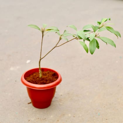 Buy Chickoo / Sapodilla Plant in 10 Inch Classy Red Plastic Pot Online | Urvann.com