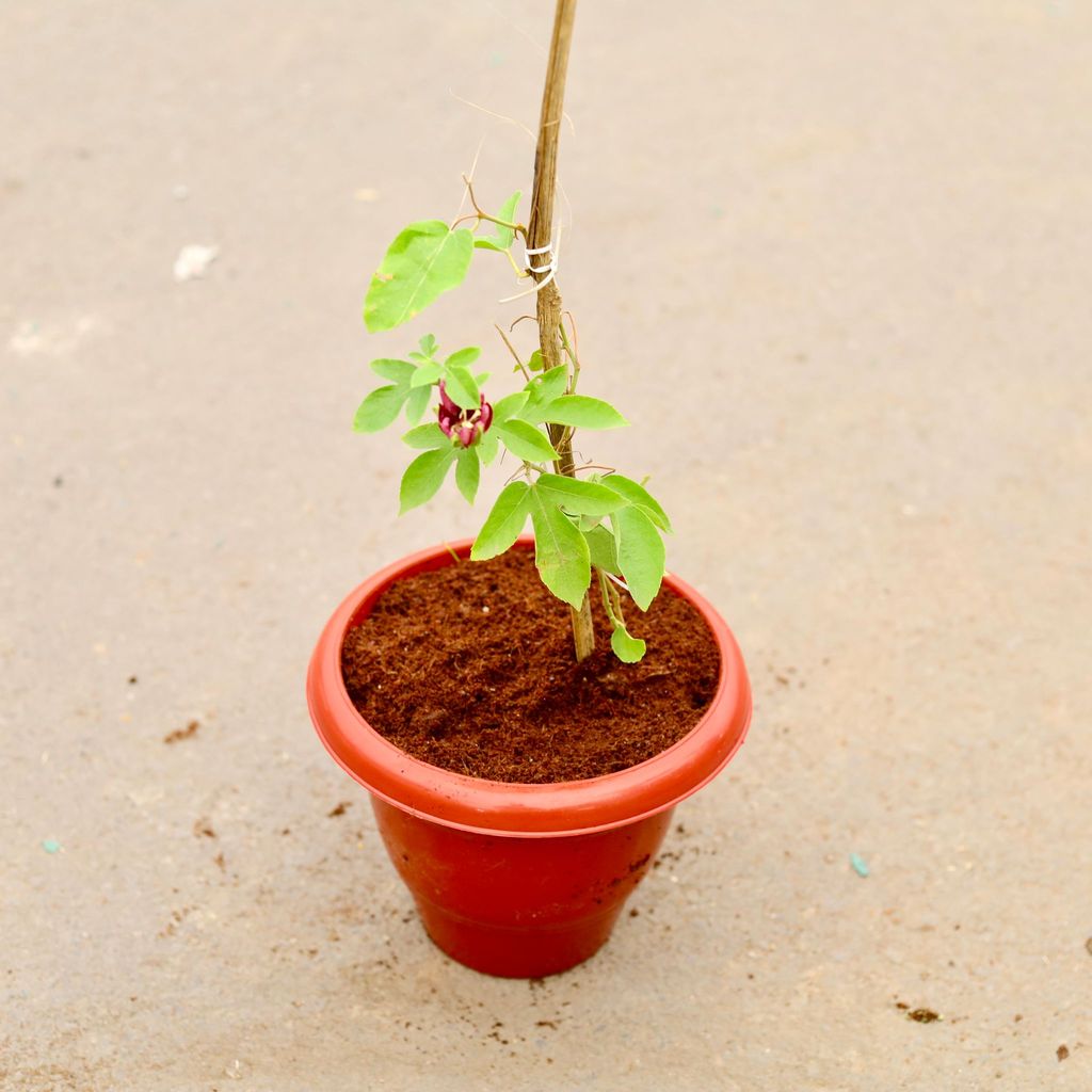 ATUL4631 - Rakhi Bel / Passiflora / Passion Flower (any colour) in 10 Inch Classy Red Plastic Pot