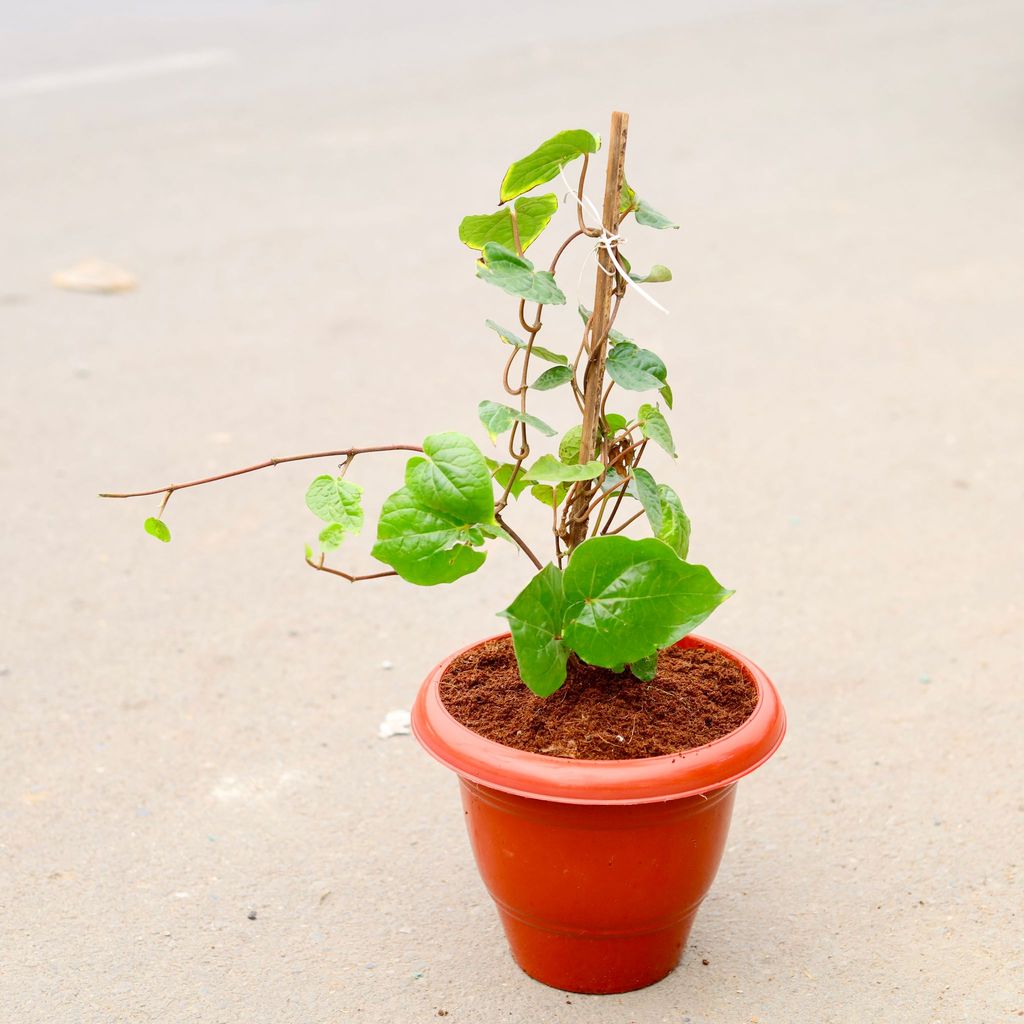 ATUL4639 - Paan / Betal Leaf in 10 Inch Classy Red Plastic Pot