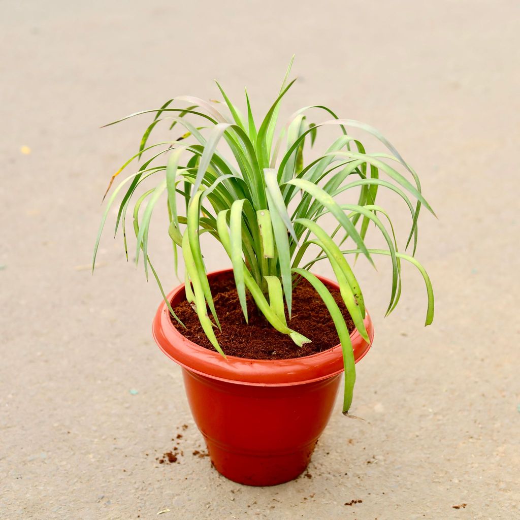 ATUL4643 - Yucca in 10 Inch Classy Red Plastic Pot