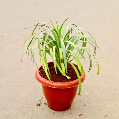 Buy Yucca in 10 Inch Classy Red Plastic Pot Online | Urvann.com