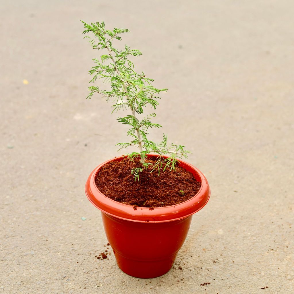 ATUL4645 - Shami Plant in 10 Inch Classy Red Plastic Pot