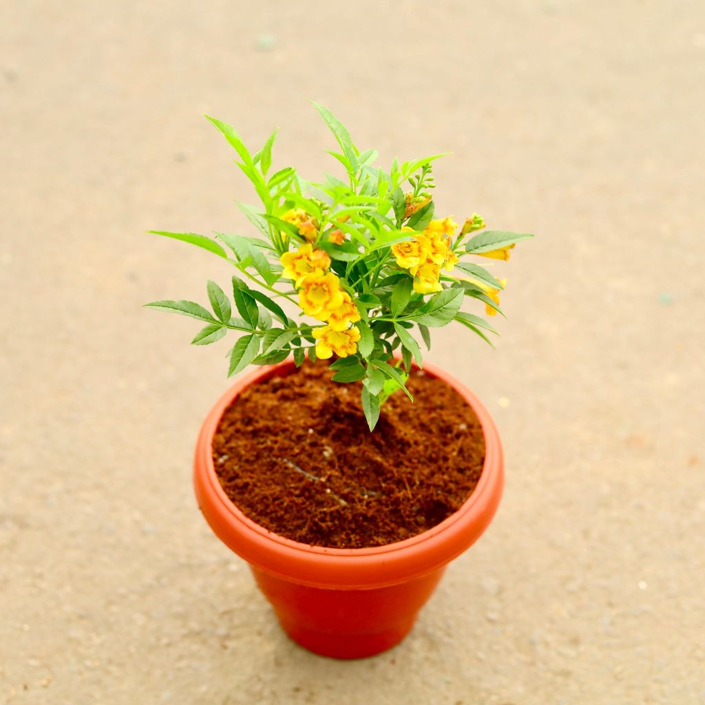 ATUL4649 - Tecoma Red in 8 Inch Classy Red Plastic Pot