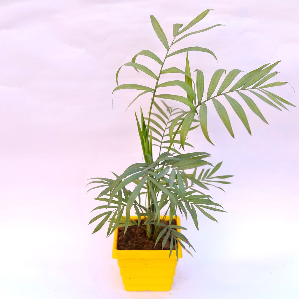 ATUL5657 - Chameadorea Palm in 4 Inch Yellow Premium Orchid Square Plastic Pot