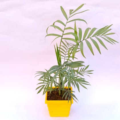 Buy Chameadorea Palm in 6 Inch Yellow Premium Orchid Square Plastic Pot Online | Urvann.com