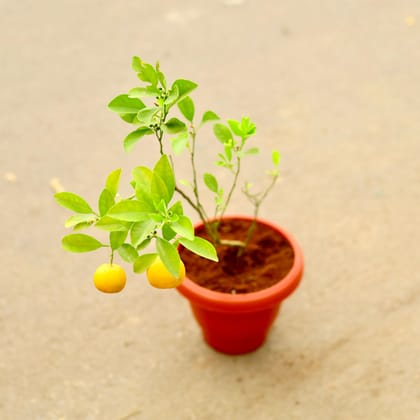 Buy Narangi / Orange in 8 Inch Classy Red Plastic Pot Online | Urvann.com