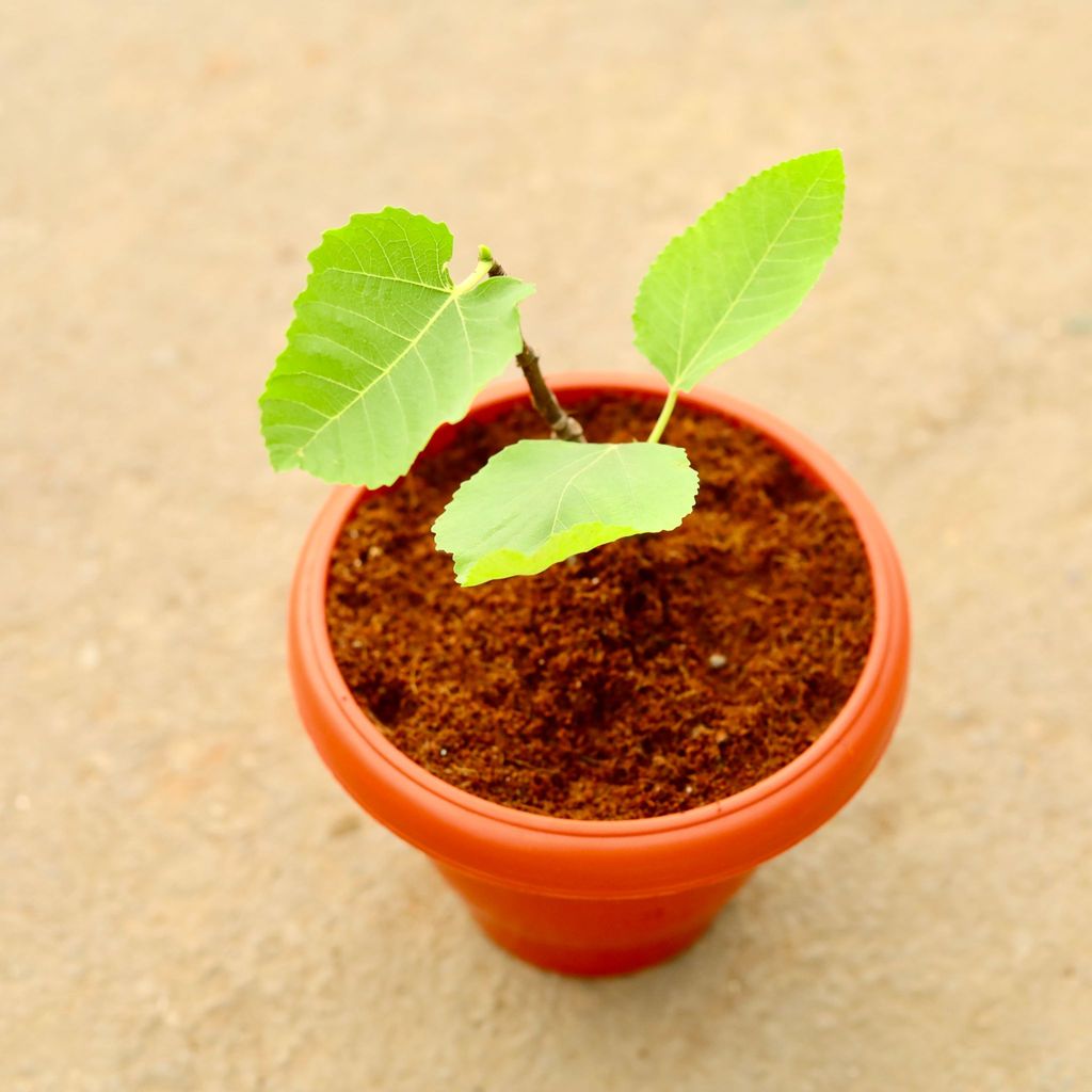 ATUL4665 - Anjeer Plant in 8 inch Classy Red Plastic Pot