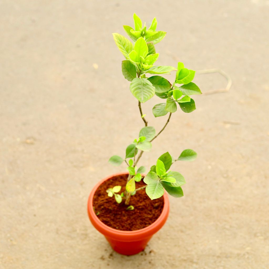 ATUL4668 - Gandhraj / Gardenia (any colour) in 8 Inch Classy Red Plastic Pot