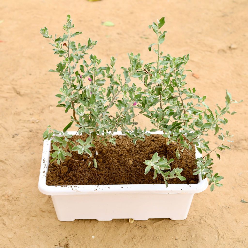 ATUL8382 - Nicodia in 17 Inch White Rectangular Window Plastic Planter