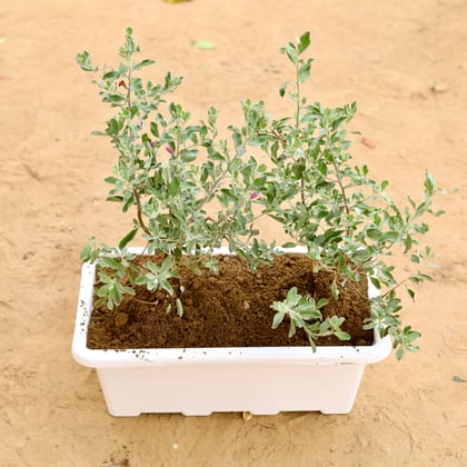 Buy Nicodia  in 17 Inch White Rectangular Window Plastic Planter Online | Urvann.com