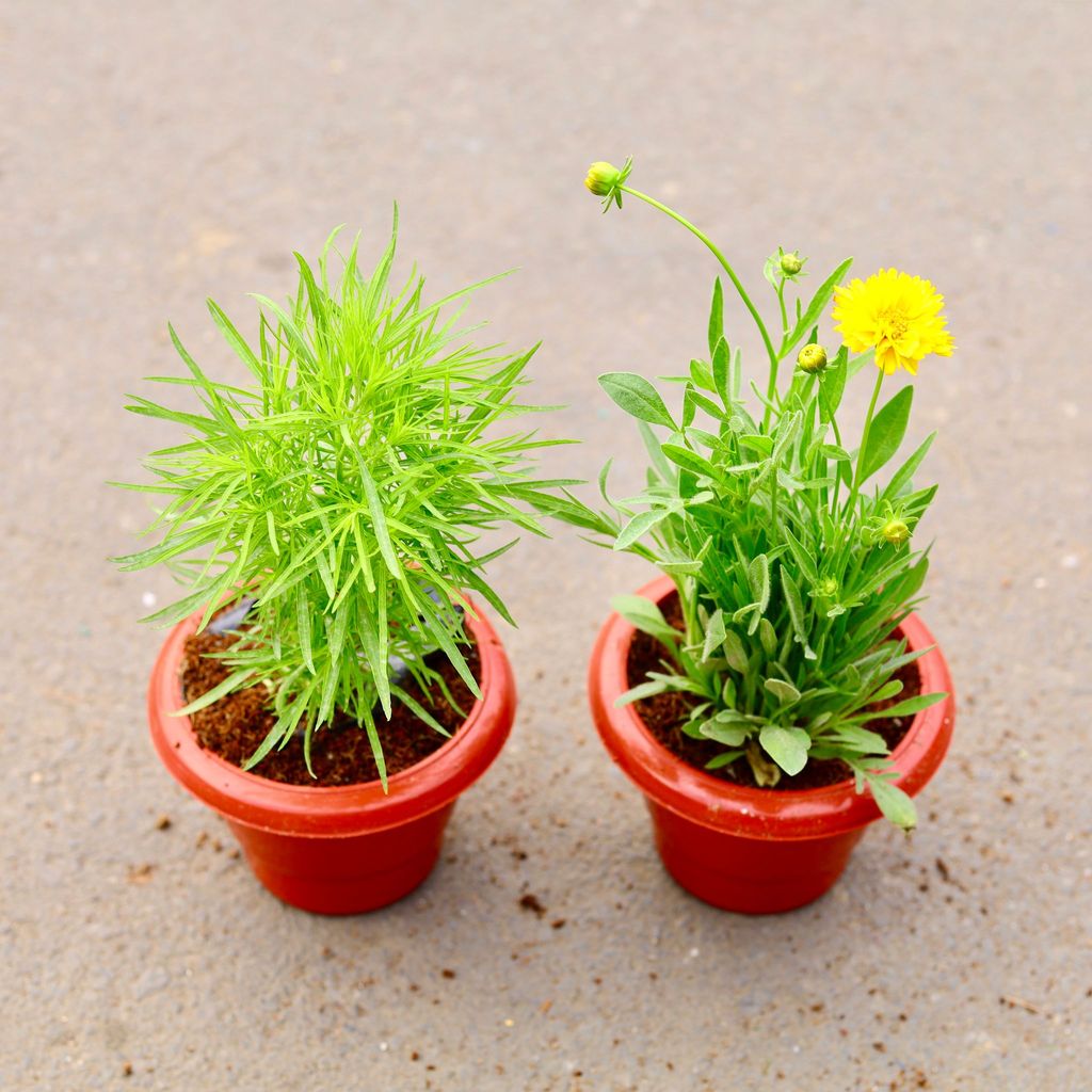 ATUL4686 - Set of 2 -Kochia & Tickseed (any colour) in 6 inch Classy Red Plastic Pot