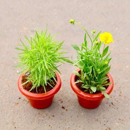 Buy Set of 2 -Kochia  &  Tickseed (any colour) in 6 inch  Classy Red Plastic Pot Online | Urvann.com