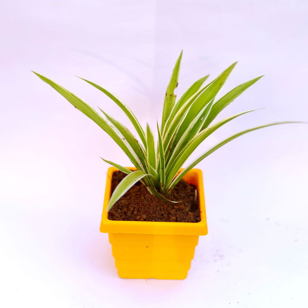 ATUL5693 - Spider in 4 Inch Yellow Premium Orchid Square Plastic Pot