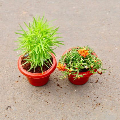 Buy Set of 2 -Kochia  &  Portulaca Moss Rose (any colour) in 6 inch  Classy Red Plastic Pot Online | Urvann.com