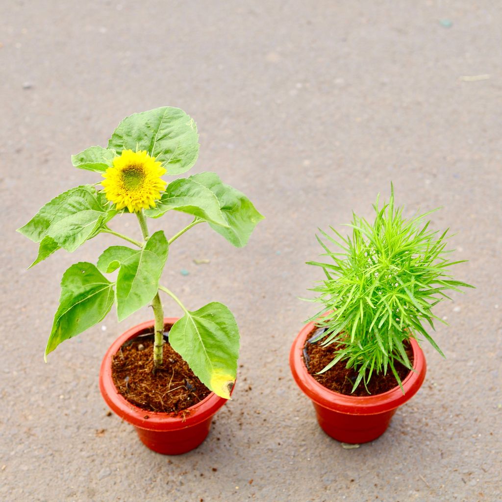 ATUL4691 - Set of 2 -Sun flower & Kochia (any colour) in 6 inch Classy Red Plastic Pot