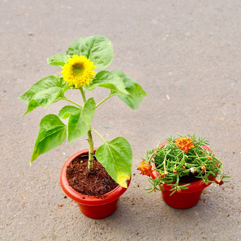 ATUL4693 - Set of 2 -sun flower & Portulaca Moss Rose (any colour) in 6 inch Classy Red Plastic Pot