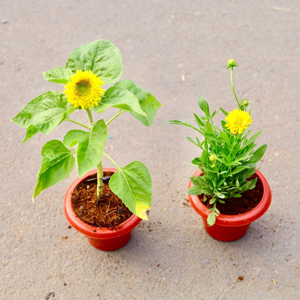 ATUL4694 - Set of 2 -Sun flower & Tickseed (any colour) in 6 inch Classy Red Plastic Pot