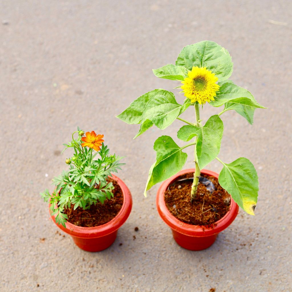 ATUL4695 - Set of 2 -Cosmos & sun flower (any colour) in 6 inch Classy Red Plastic Pot