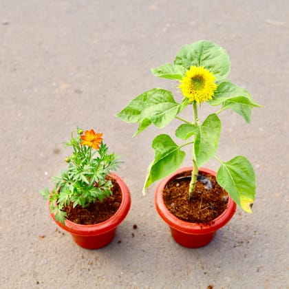 Buy Set of 2 -Cosmos &  sun flower (any colour) in 6 inch  Classy Red Plastic Pot Online | Urvann.com