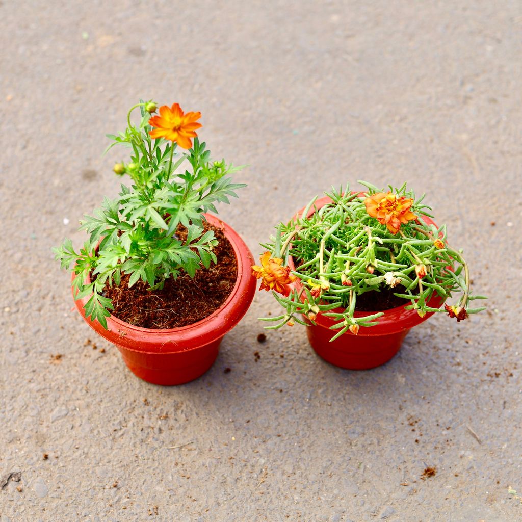 ATUL4696 - Set of 2 -Cosmos & Portulaca Moss Rose (any colour) in 6 inch Classy Red Plastic Pot