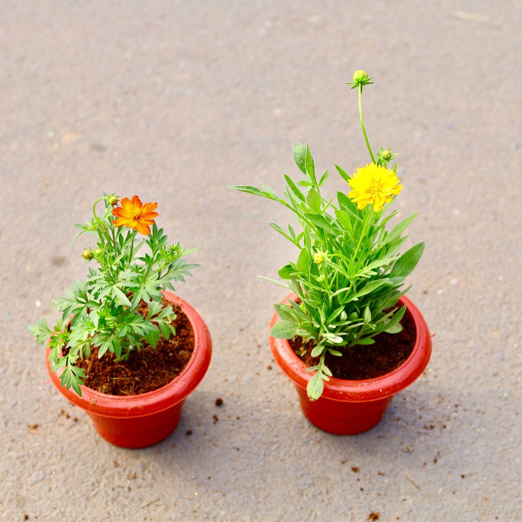 ATUL4697 - Set of 2 -Cosmos & Tickseed (any colour) in 6 inch Classy Red Plastic Pot