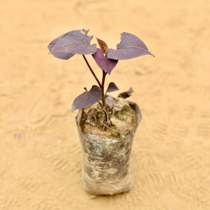 Ipomea / Sweet Potato Vine Black in 3 Inch Nursery Bag